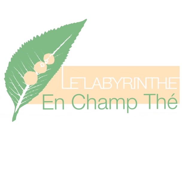Le labyrinthe en champ thé